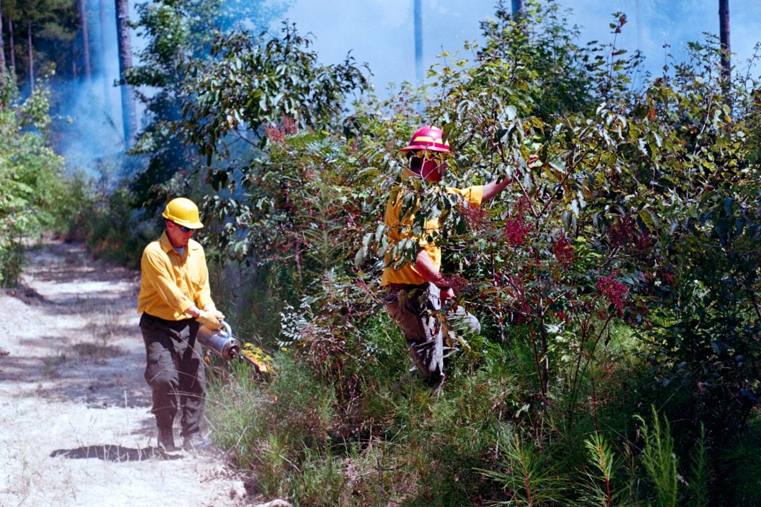 Two people working in a garden with red berries.