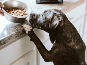 black and white short coated dog eating
