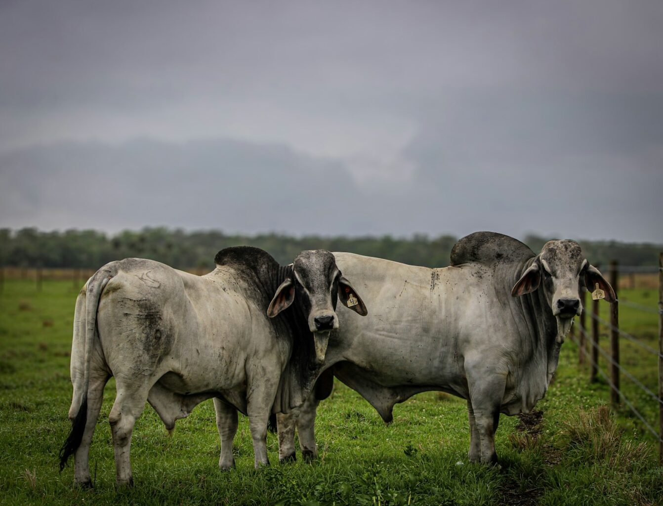 Two brahman bulls standing in a grassy field.