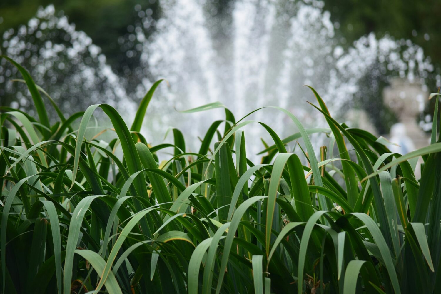 A water fountain in the middle of a lush green field